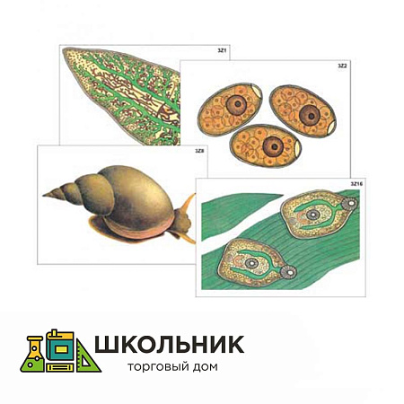 Модель-аппликация «Циклы развития печеночного сосальщика и бычьего цепня» (ламинированная)