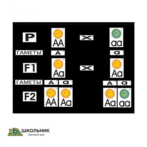 Модель-аппликация «Моногибридное скрещивание» (ламинированная)
