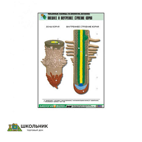 Рельефная таблица на тему «Внешнее и внутреннее строение корня» (формат А1, матовое ламинир.)