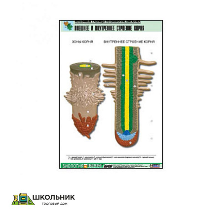 Рельефная таблица на тему «Внешнее и внутреннее строение корня» (формат А1, матовое ламинир.)